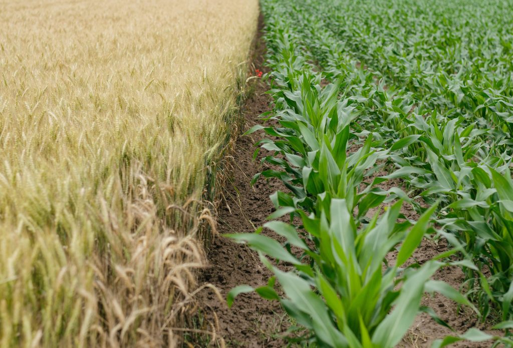 Qu&rsquo;est-ce que l&rsquo;agriculture vivrière ?