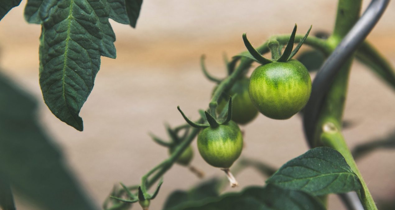 Qu’est-ce que l’agriculture vivrière ?