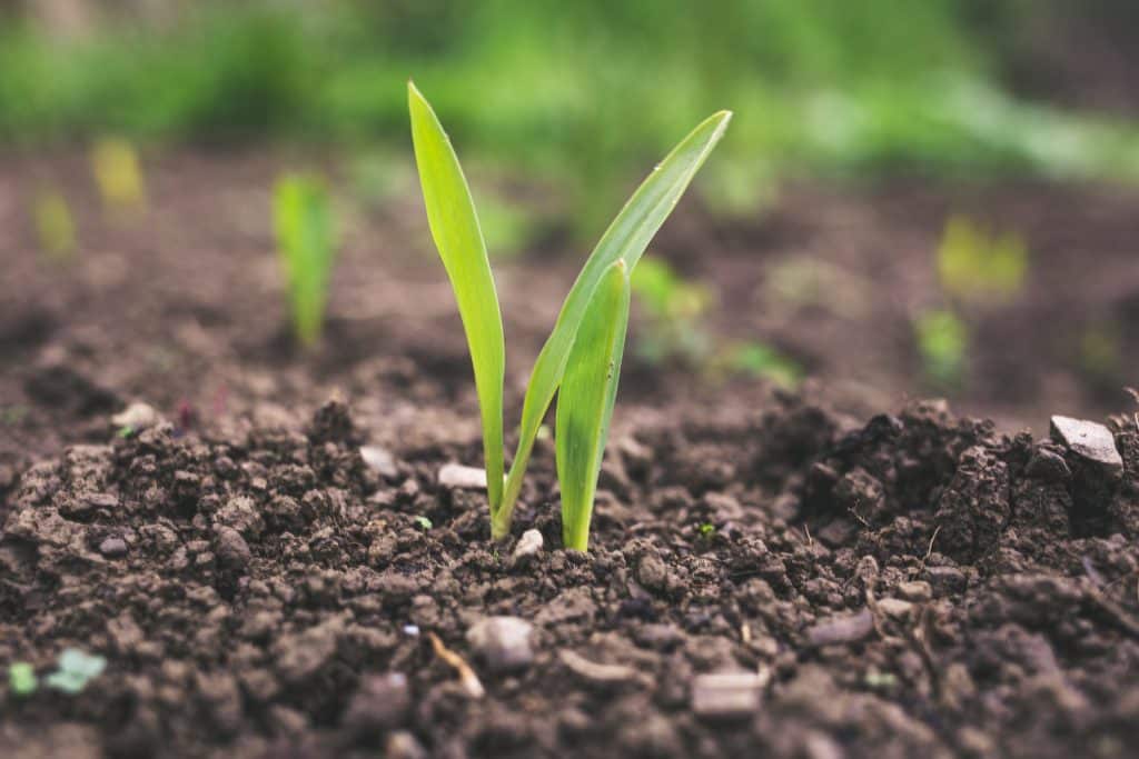 Qu&rsquo;est-ce que l&rsquo;agriculture intensive ?