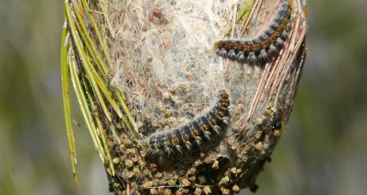 Comment se débarrasser naturellement des chenilles processionnaires avec du vinaigre blanc ?