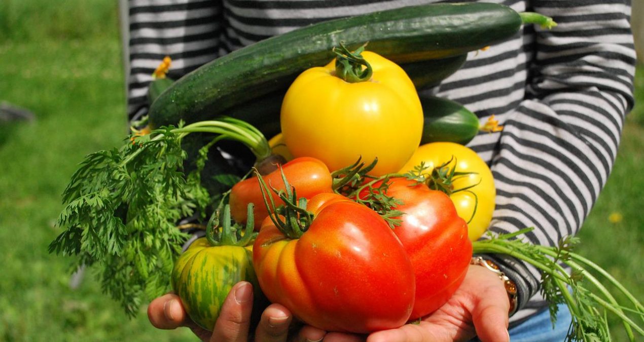 Quelles sont les plantes potagères ?