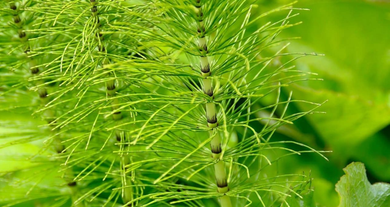 Comment utiliser la prêle dans le jardin ?