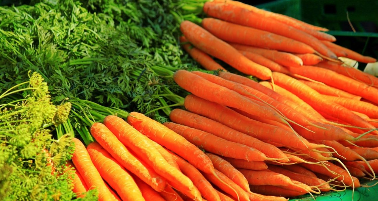 Comment et quand semer des carottes ?