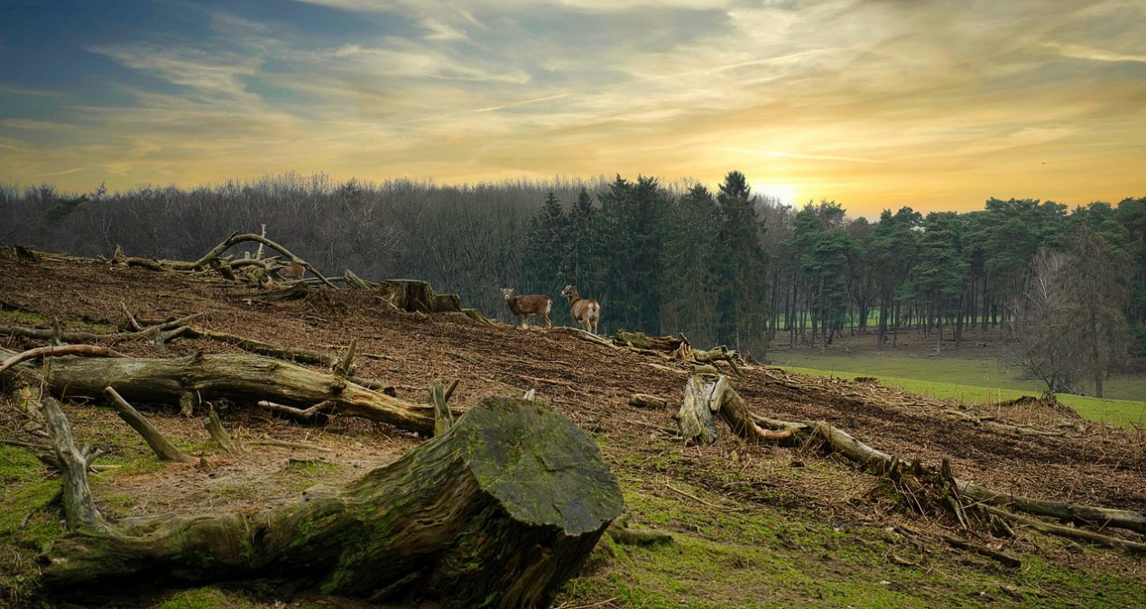 Comment lutter contre la déforestation au quotidien ?