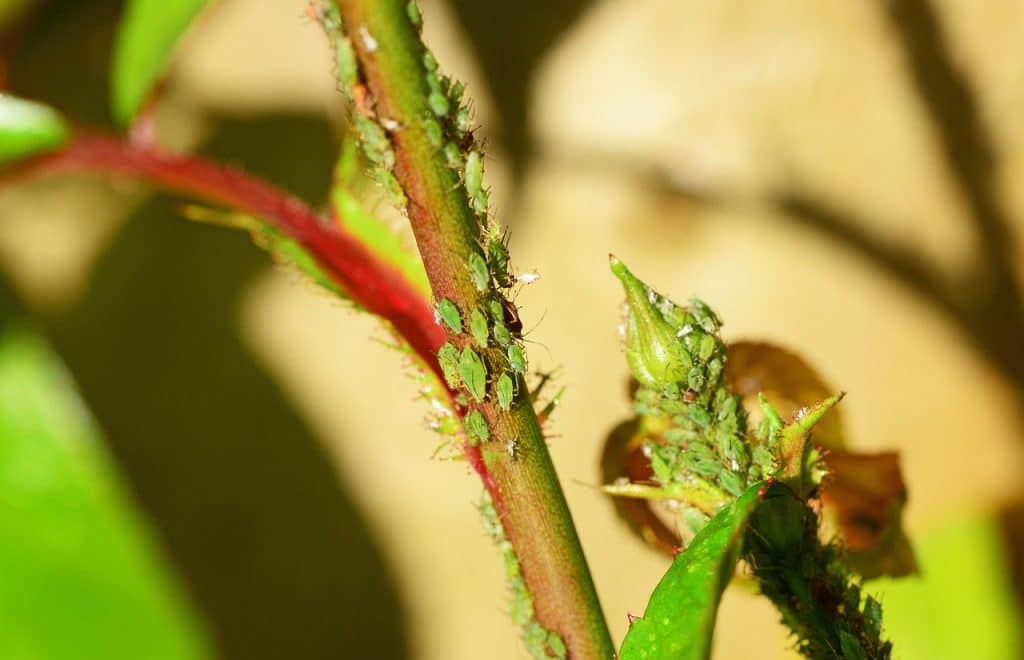 Qu&rsquo;est-ce que la lutte antiparasitaire ?