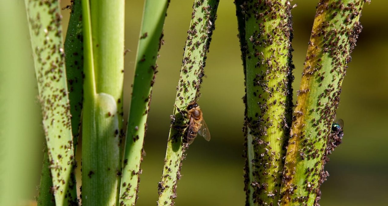 Qu’est-ce que la lutte antiparasitaire ?