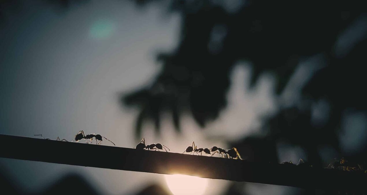 Comment se débarrasser des fourmis avec du bicarbonate de soude ? 