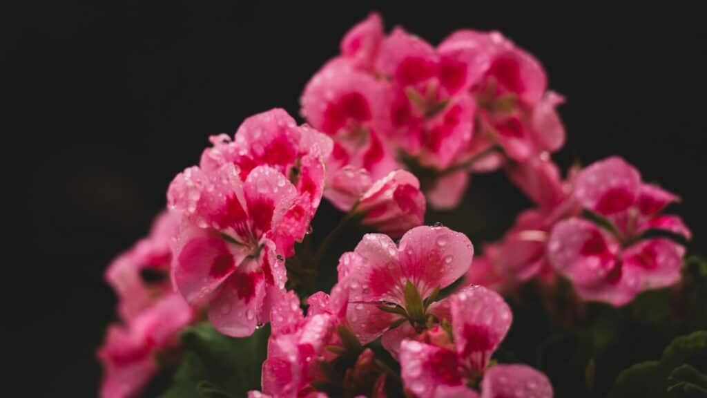 bouture de géranium rose